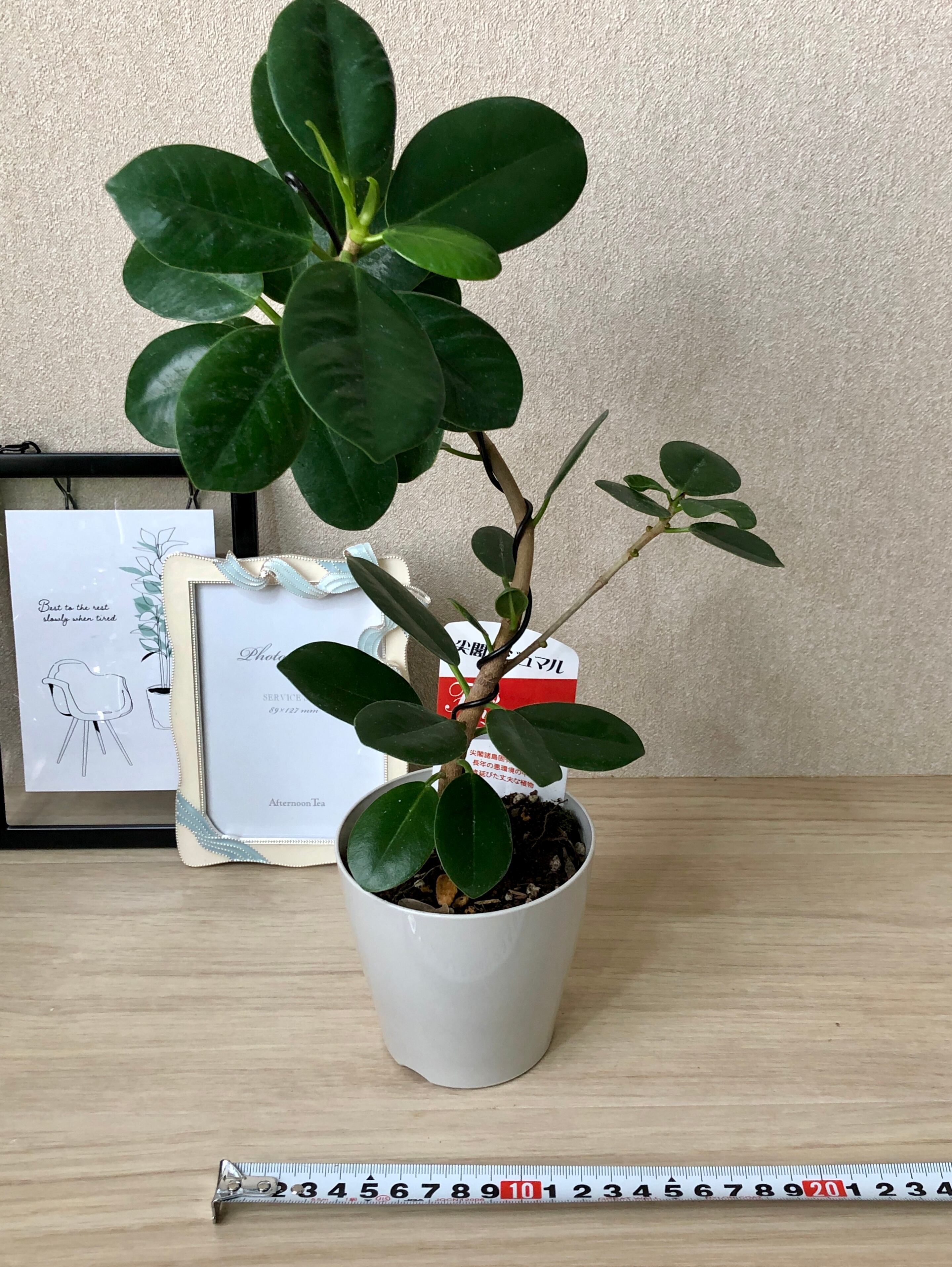 尖閣ガジュマル 曲げ木仕立て 3号鉢 | 野本植堂