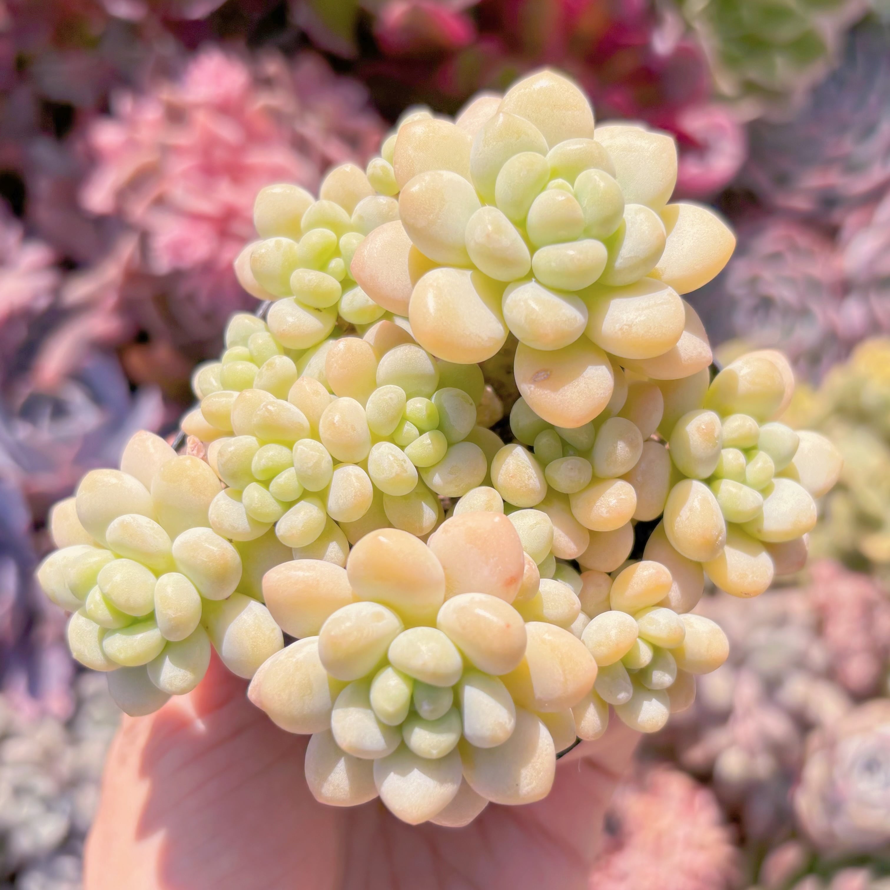 現品　チューインガム#210　群生　るる農園