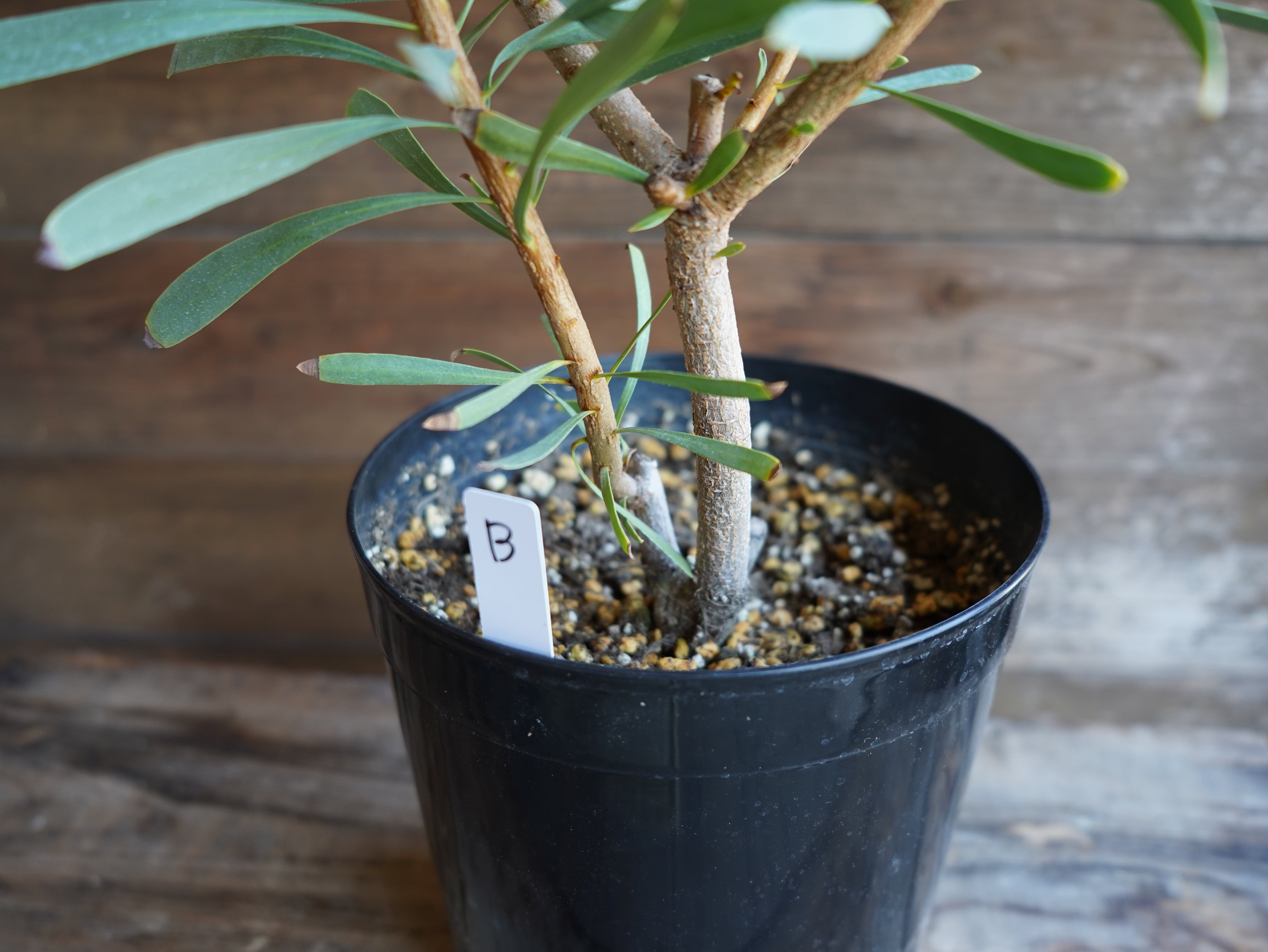 【現物】プロテア ”ルビーブラッシュ” B