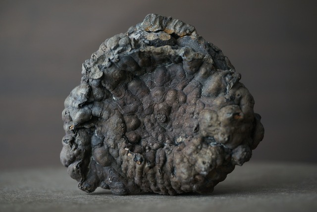 ロシア産黄鉄鉱化アンモナイト Speetoniceras versicolor 1615