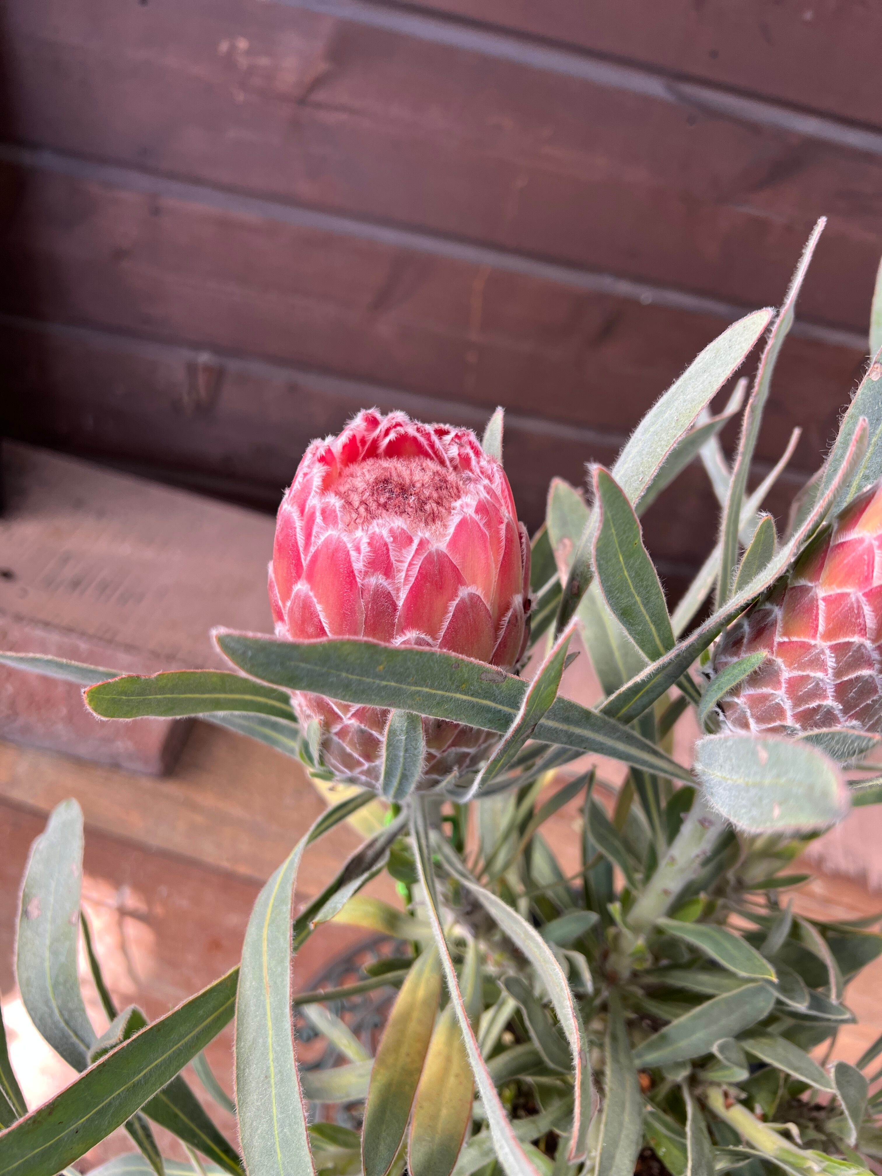 プロテア ジュリエット③ 花:6個 | 沼ノ上農園