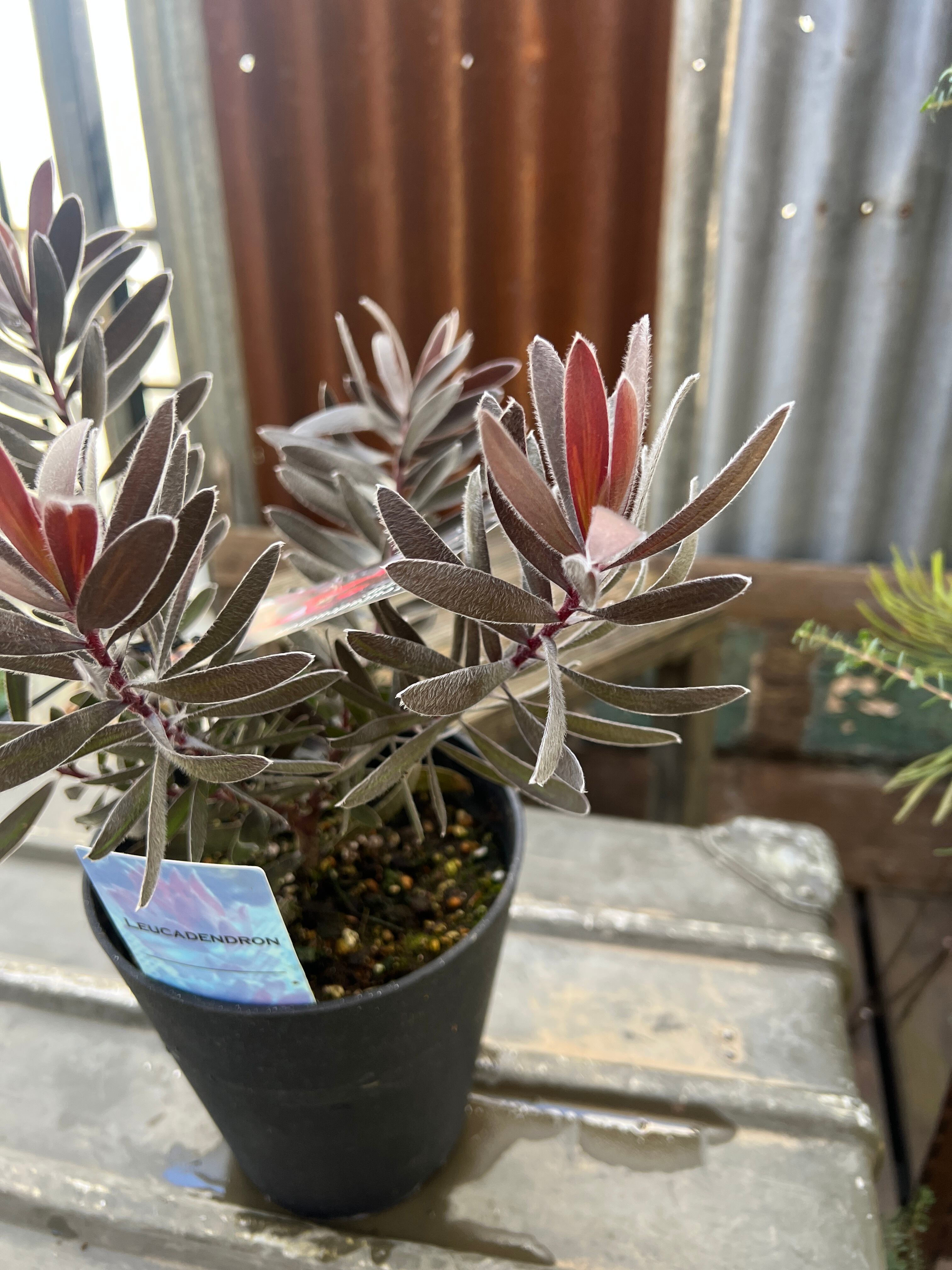 リューカデンドロン デュリフ④ | 沼ノ上農園