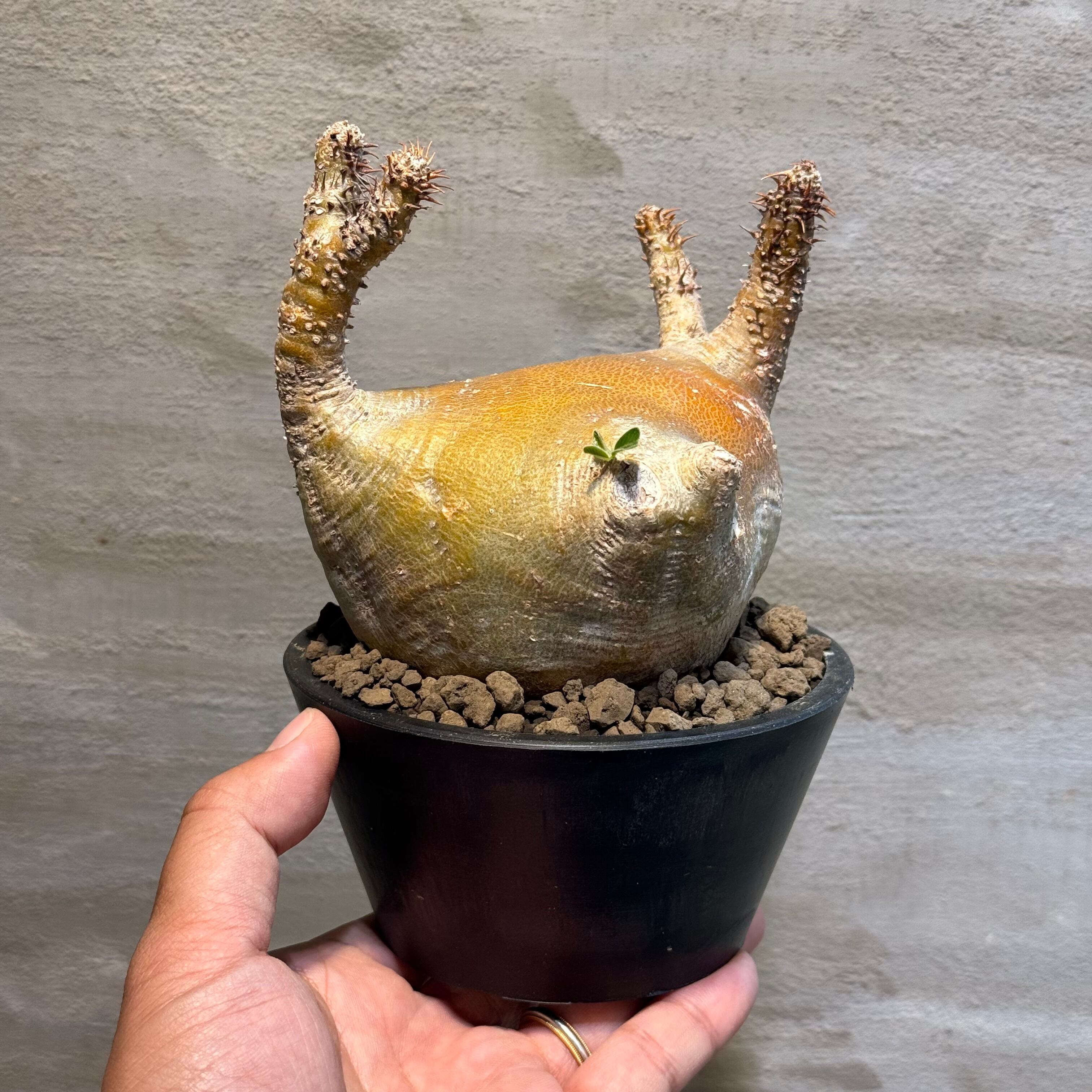 パキポディウム　グラキリス　現地球　発根済み　現11 11 パキポディウムグラキリス現地球発根済