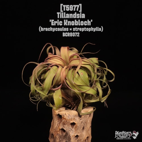 Tillandsia 'Eric Knobloch'〔ティランジア〕T5977