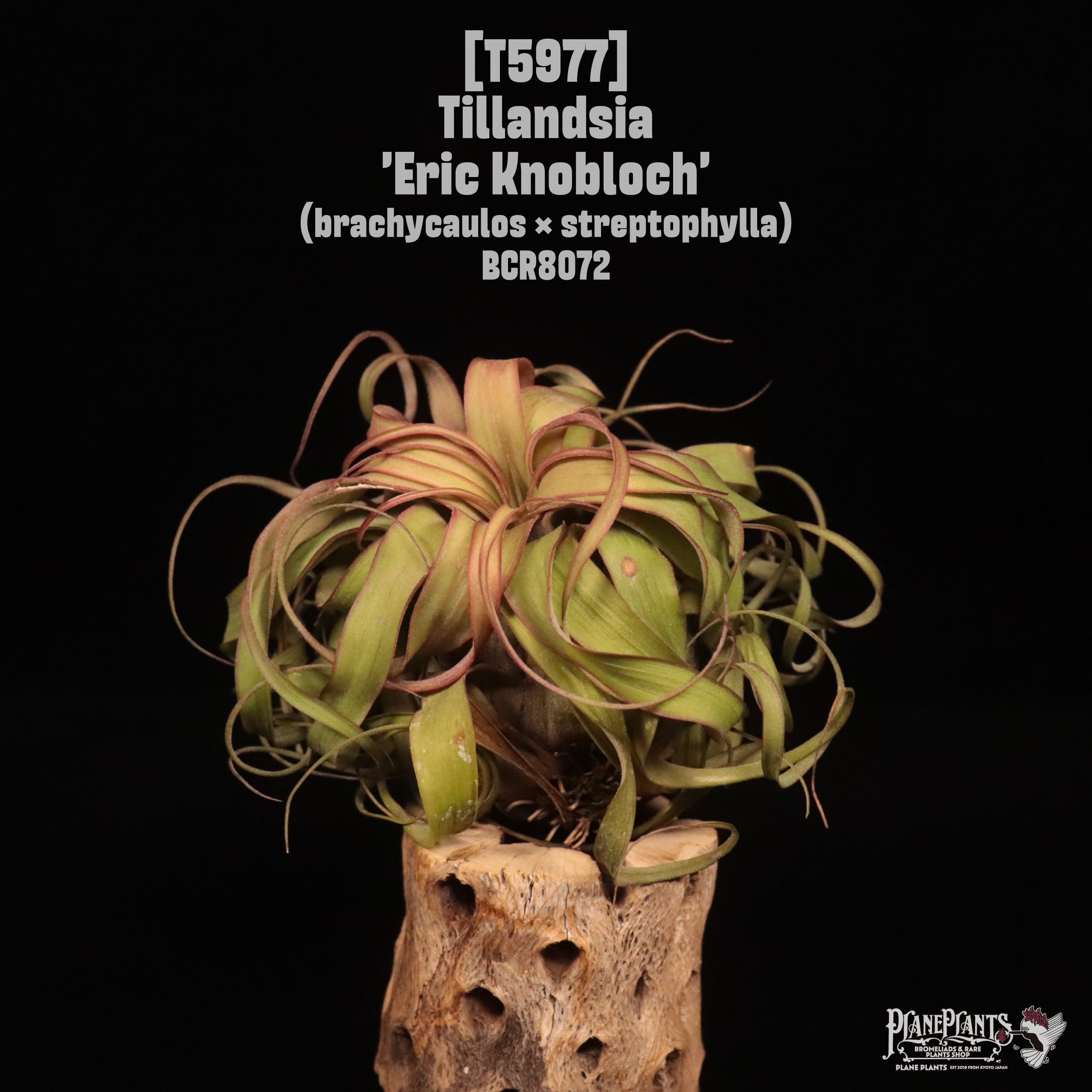 Tillandsia 'Eric Knobloch'〔ティランジア〕T5977