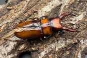 《トカラノコギリクワガタ ホワイトアイ ♀単+おまけB品♂》