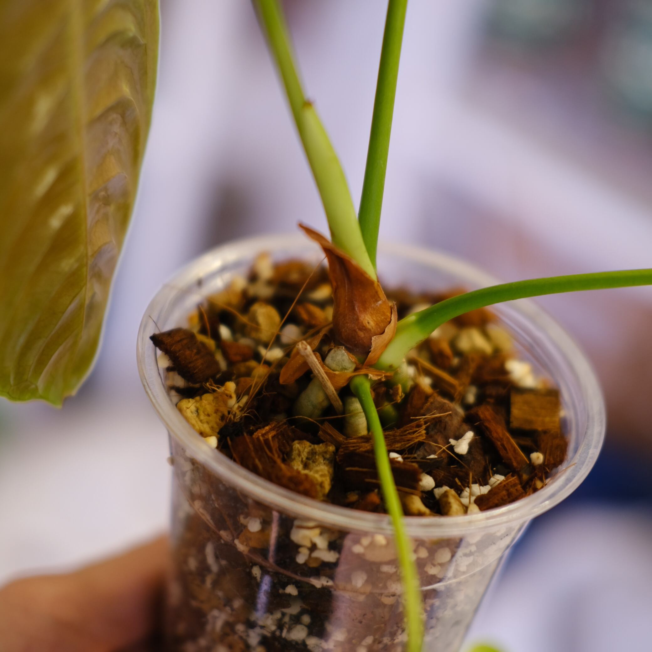 アンスリウム・ベイチー│Anthurium Veitchii⑤│観葉植物