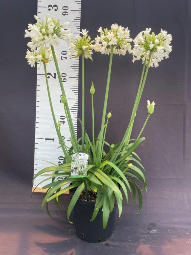 アガパンサス エヴァ ホワイト ６号鉢 日本ライン花木センター