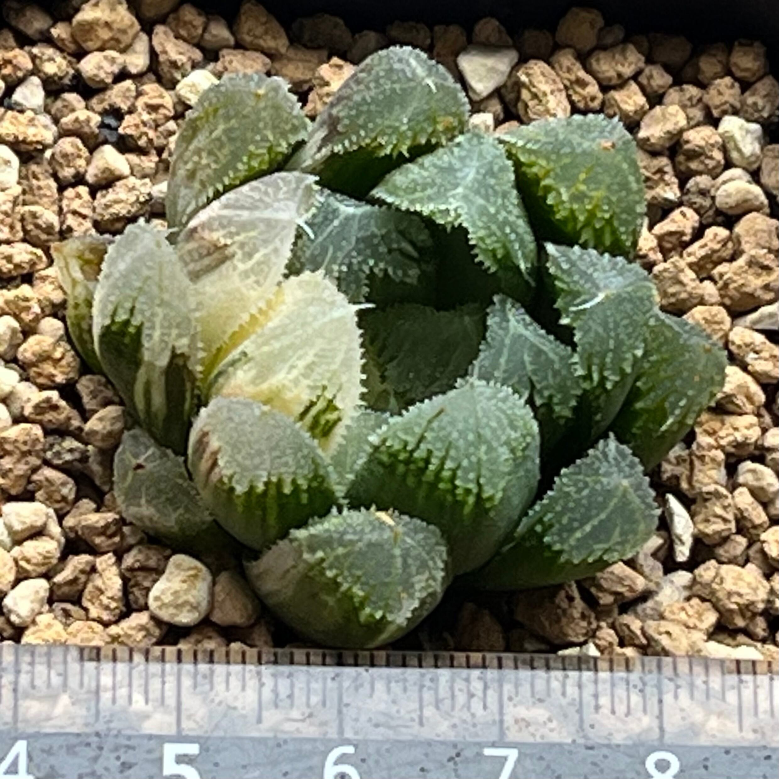 ハオルチア 帝都物語錦 | mocono_plants