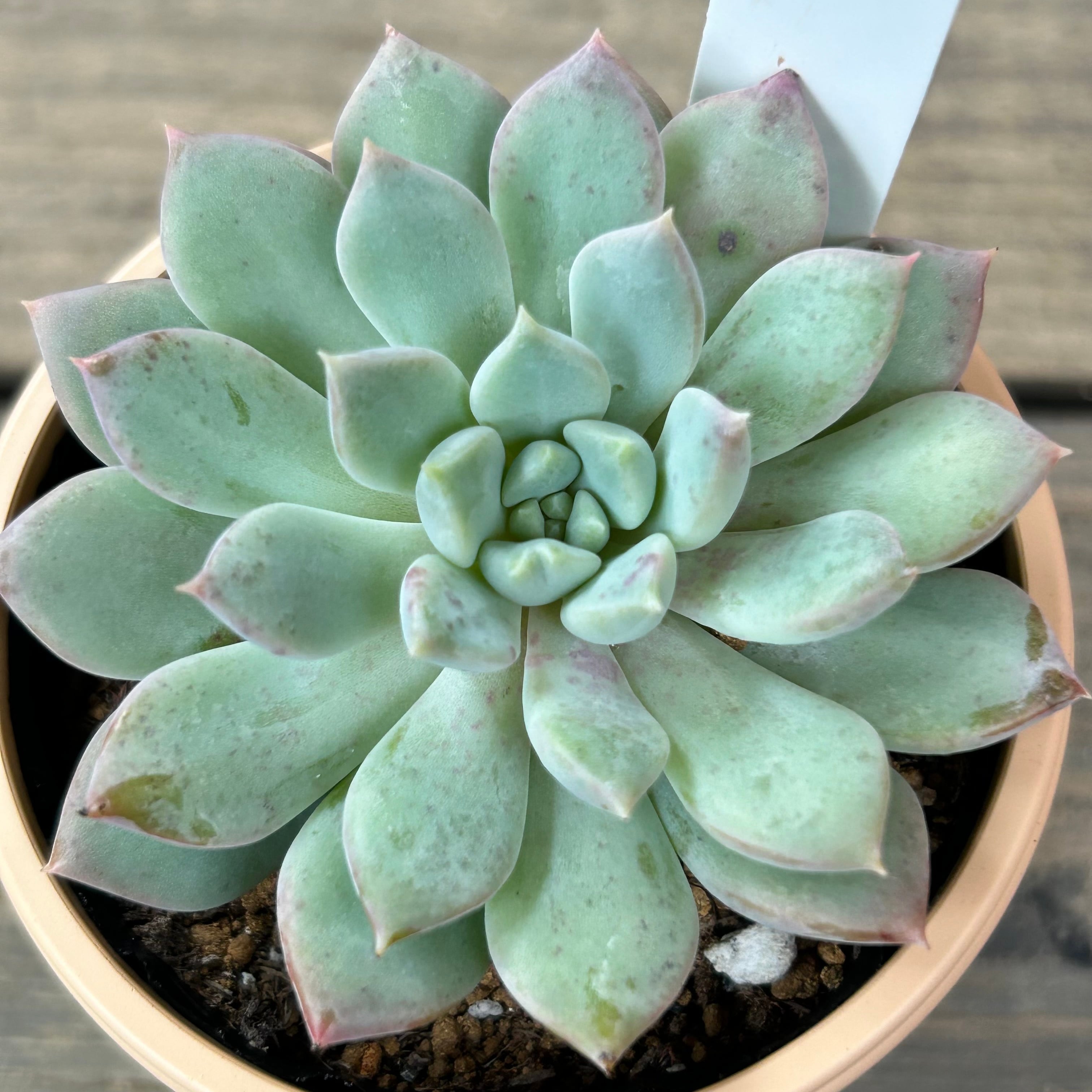 ベビーフィンガー×クリッシーNライアン | RuPo 多肉植物専門店