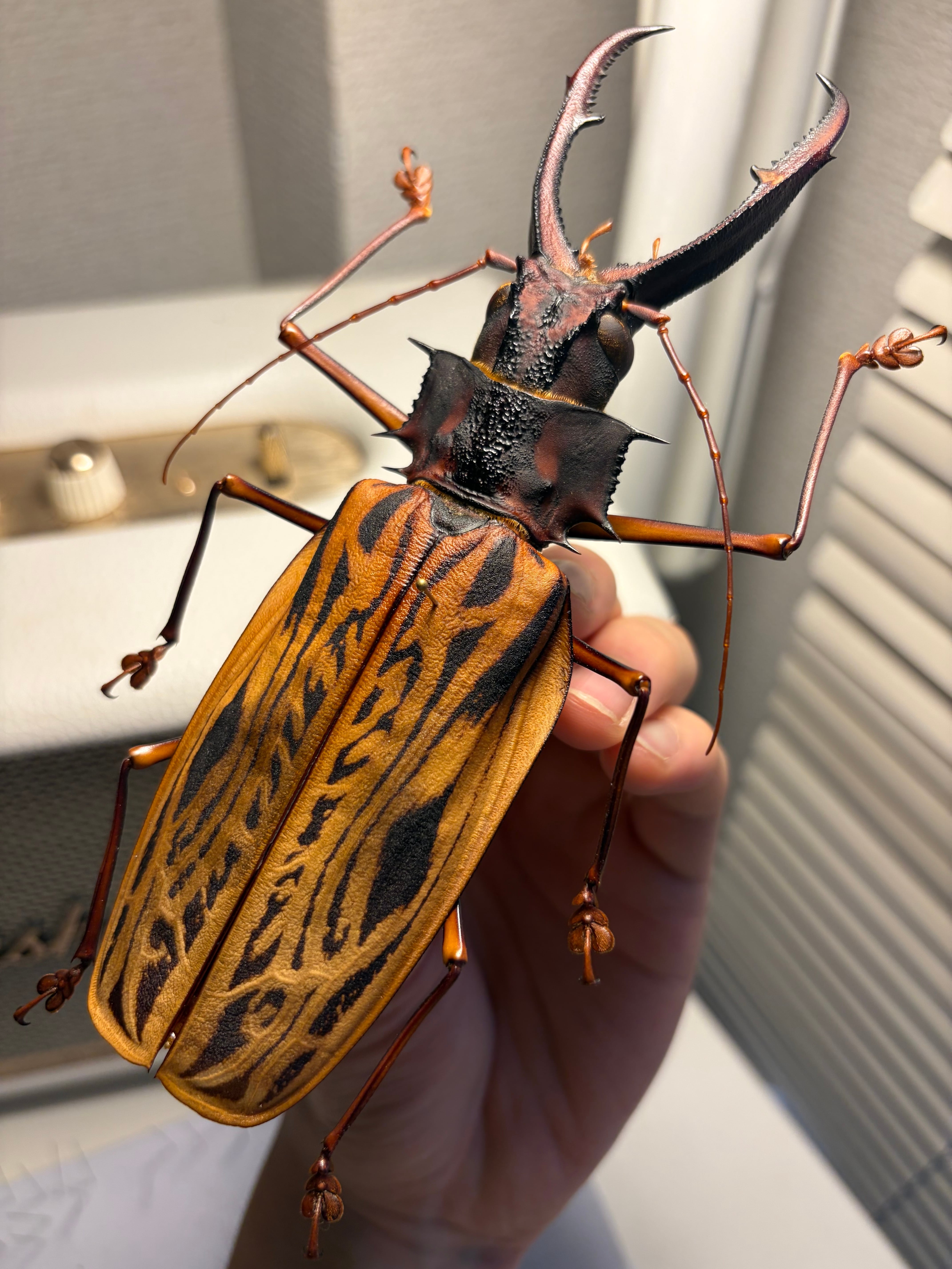 【160mm程】オオキバウスバカミキリ標本 Macrodontia 天牛 160mm程】オオキバウスバカミキリ標本 Macrodontia cervicornis昆虫
