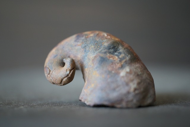 ボリビア産カタツムリ(腹足類)化石 Gastropod Fossil 1350