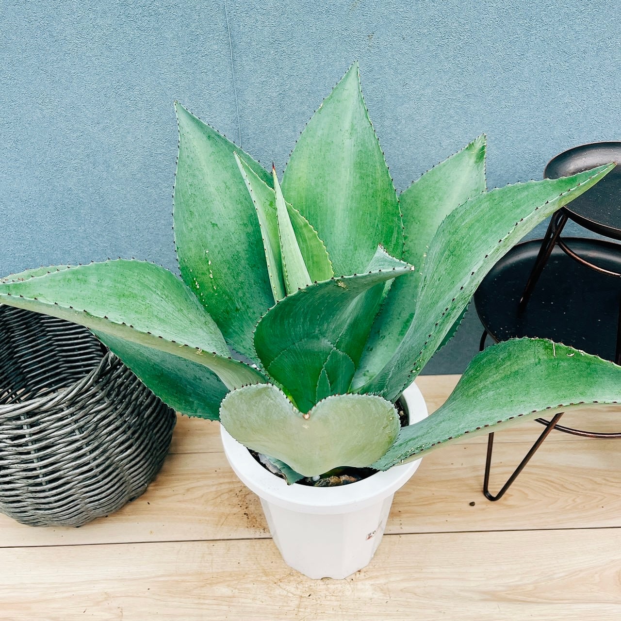 現品］【希少】ユッカ アロイフォリア 8号 観葉植物 室内 レア