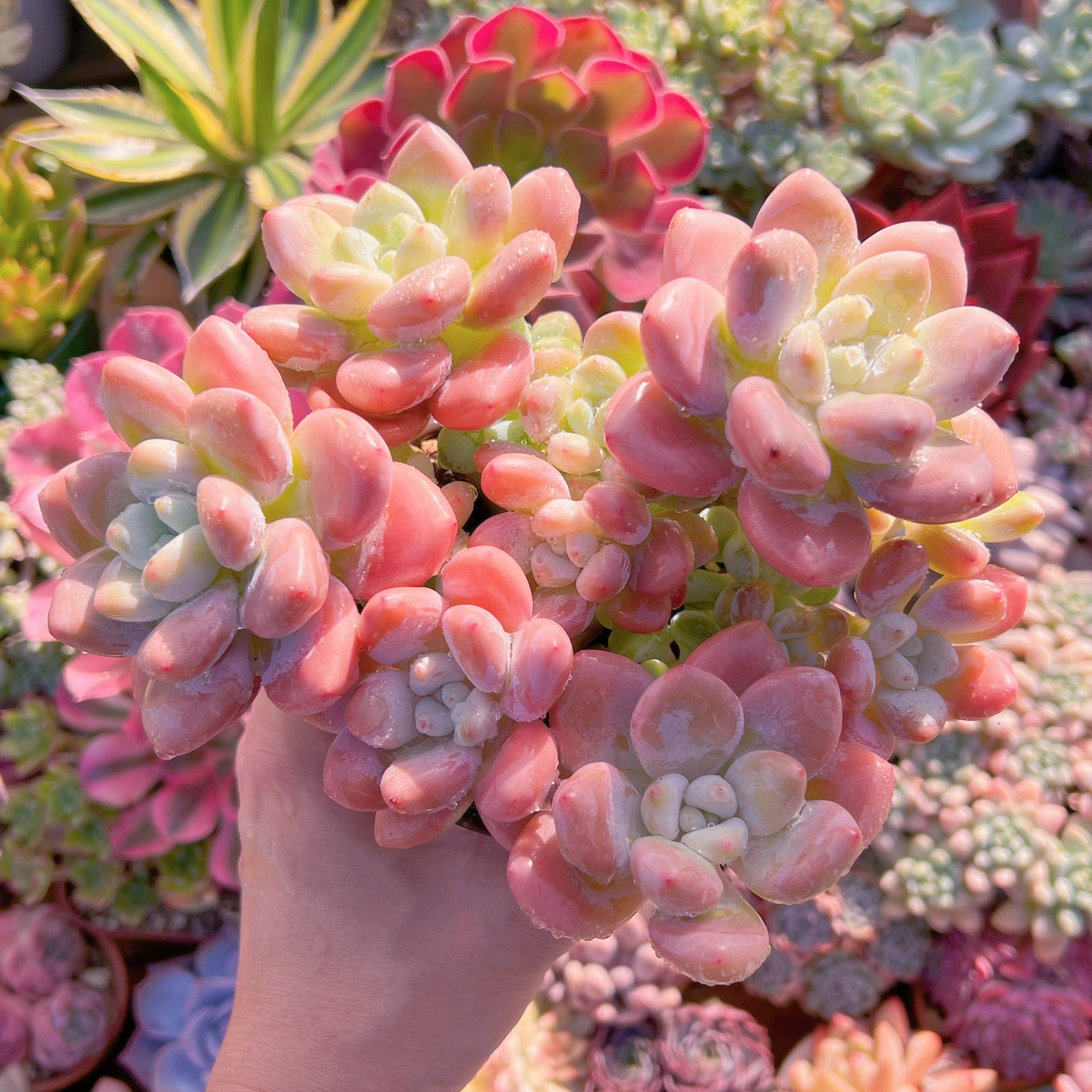 現品　マカロン#706　特大群生　新入荷