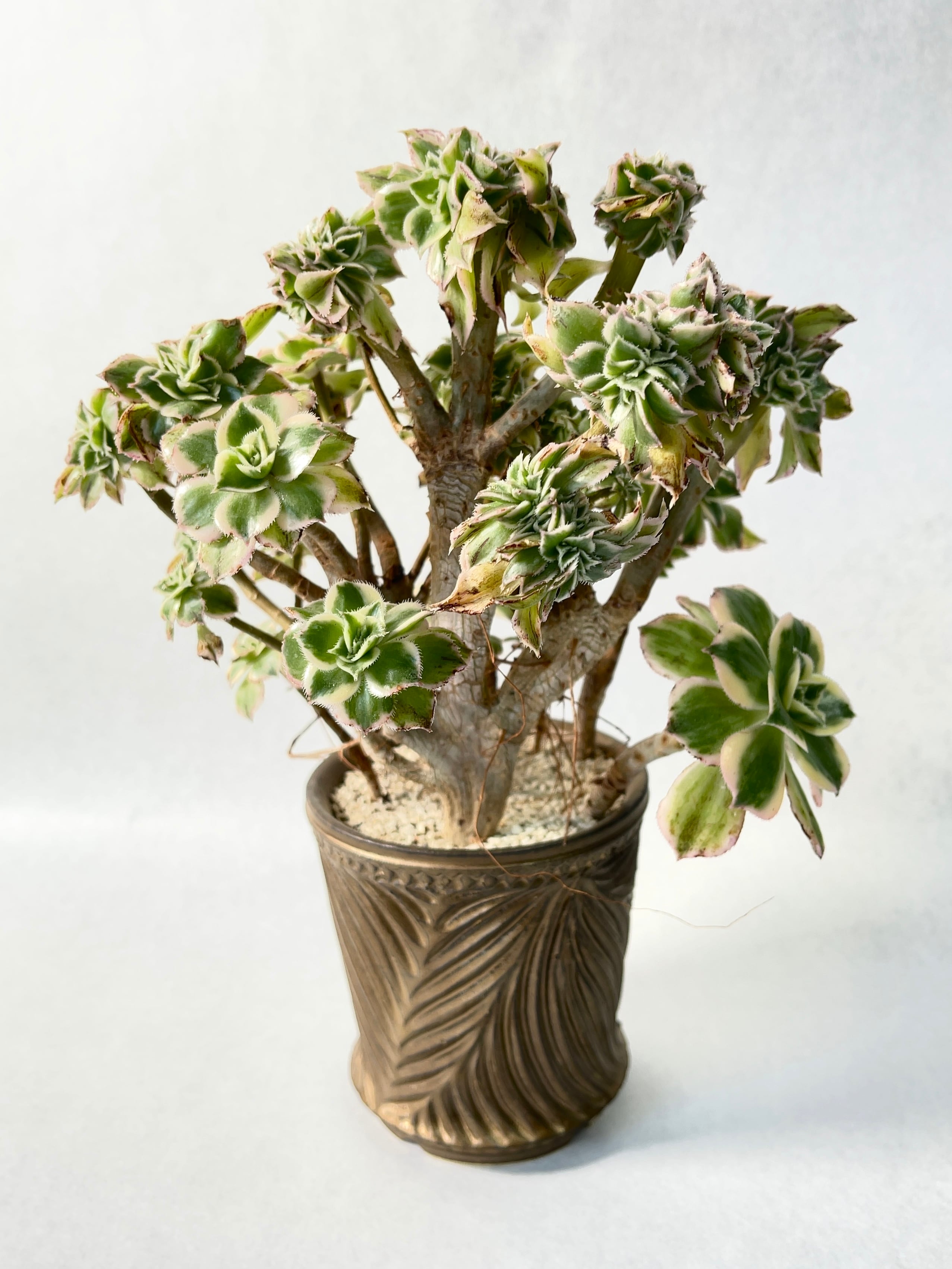 多肉植物　アエオニウム　ムーンバースト 綴化　② 多肉植物 アエオニウム ムーンバースト 綴化 ② アエオニウム・サン