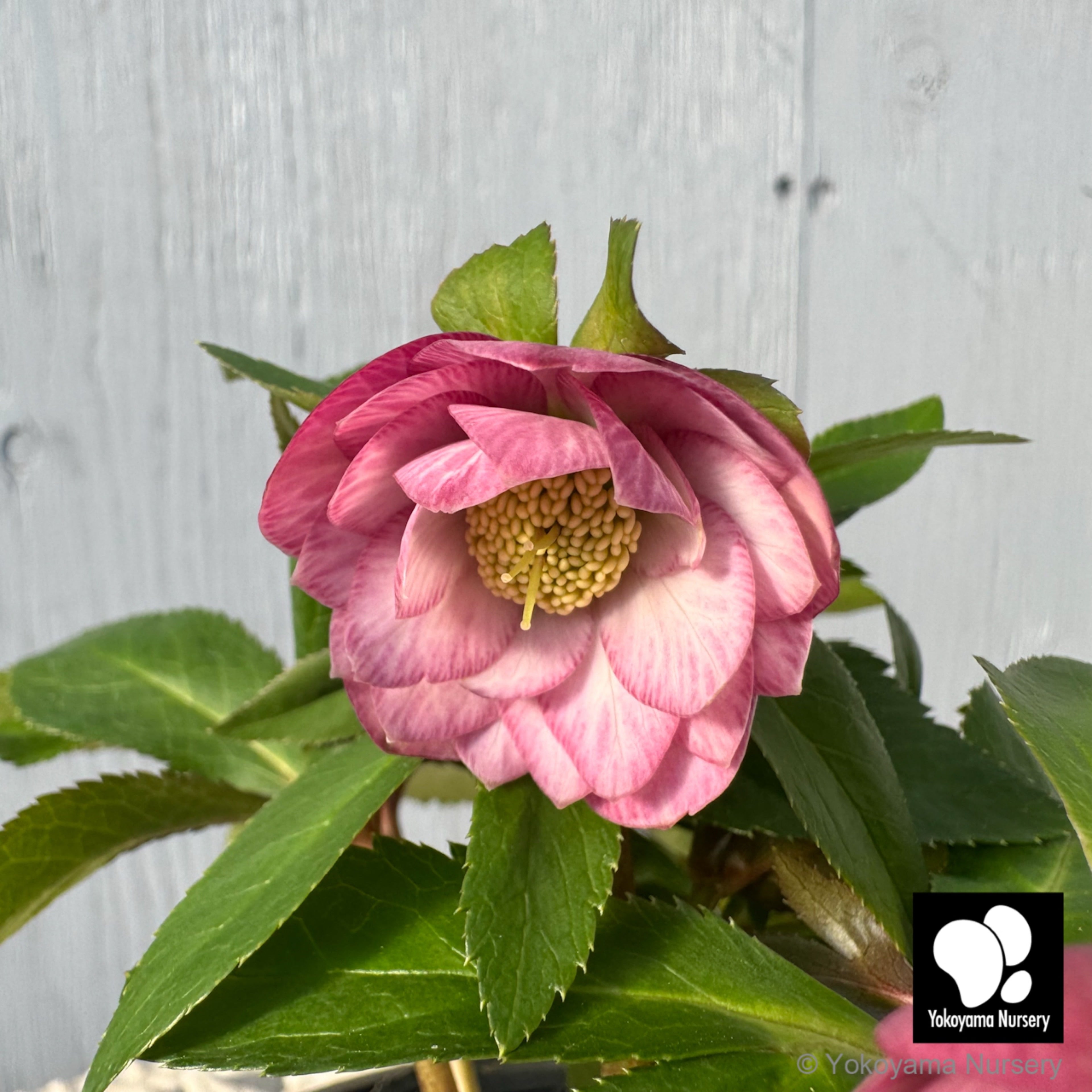 クリスマスローズ | 横山園芸 Yokoyama Nursery｜公式オンライン