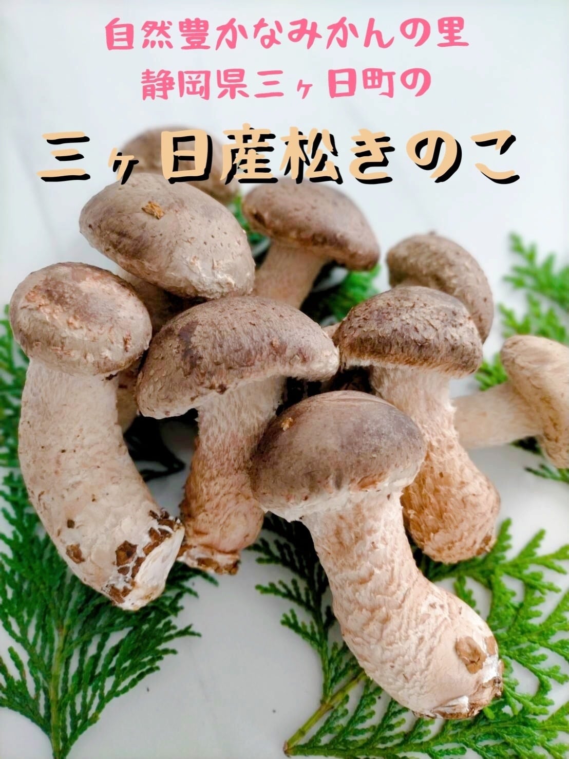 まずはコレ‼️浜松きのこ500g入り | 丸昌 - marusyo -