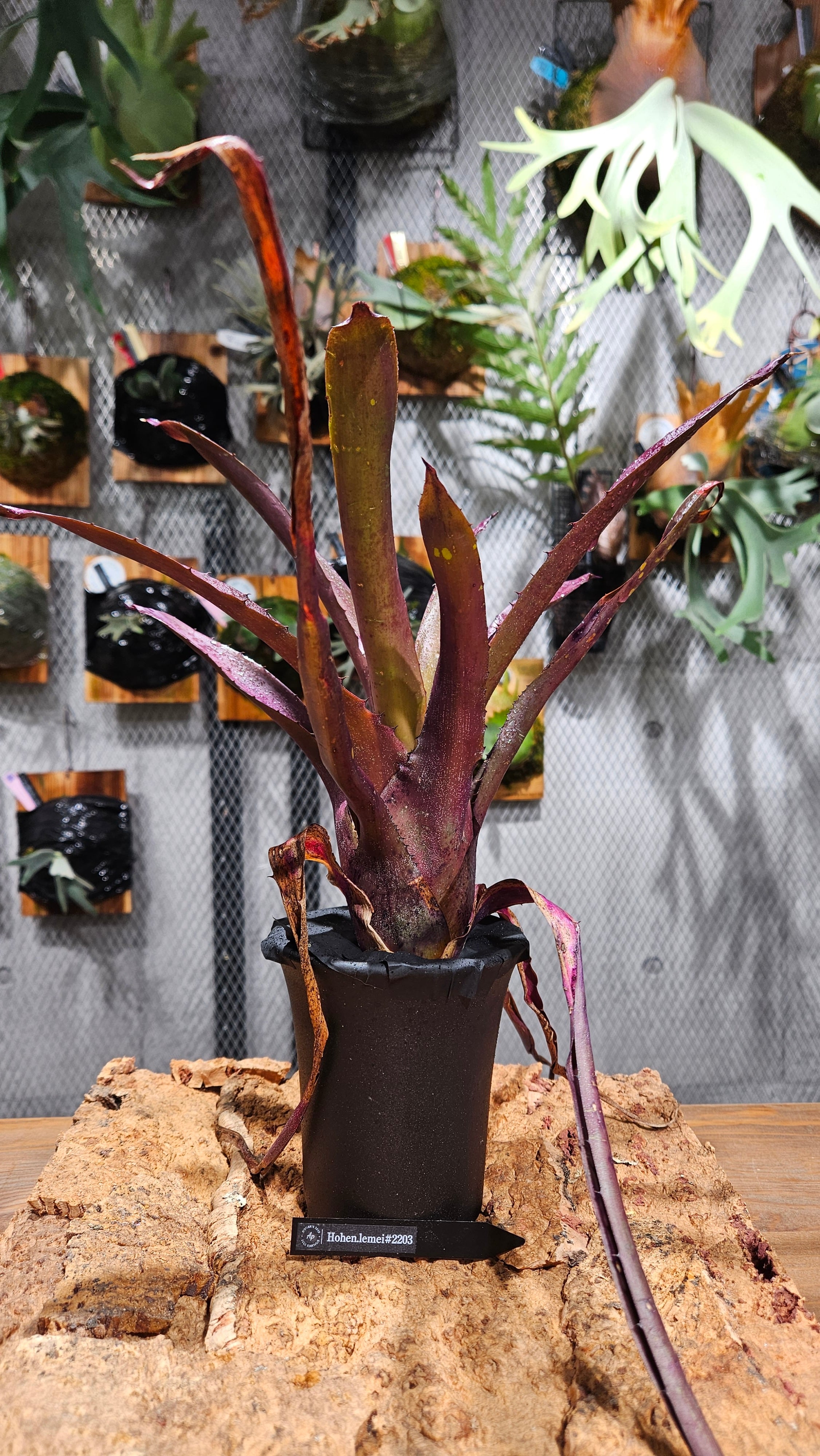 ホヘンベルギア | artPLANTs （アートプランツ）