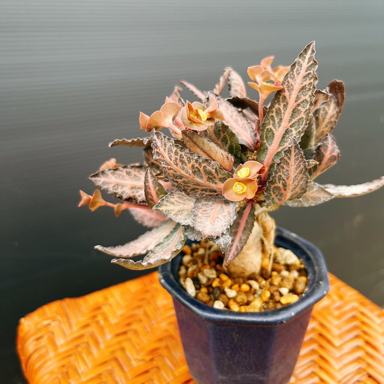 現品］【希少】ユーフォルビア フランコイシー 観葉植物 レア 多肉植物