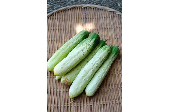 【クセのないみずみずしさ】相模半白きゅうり・1本