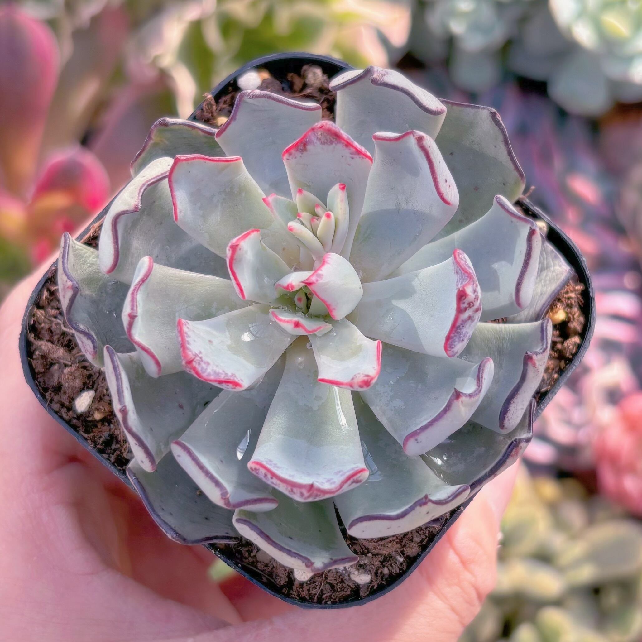 現品　ストリクチフローラ#1164　るる農園