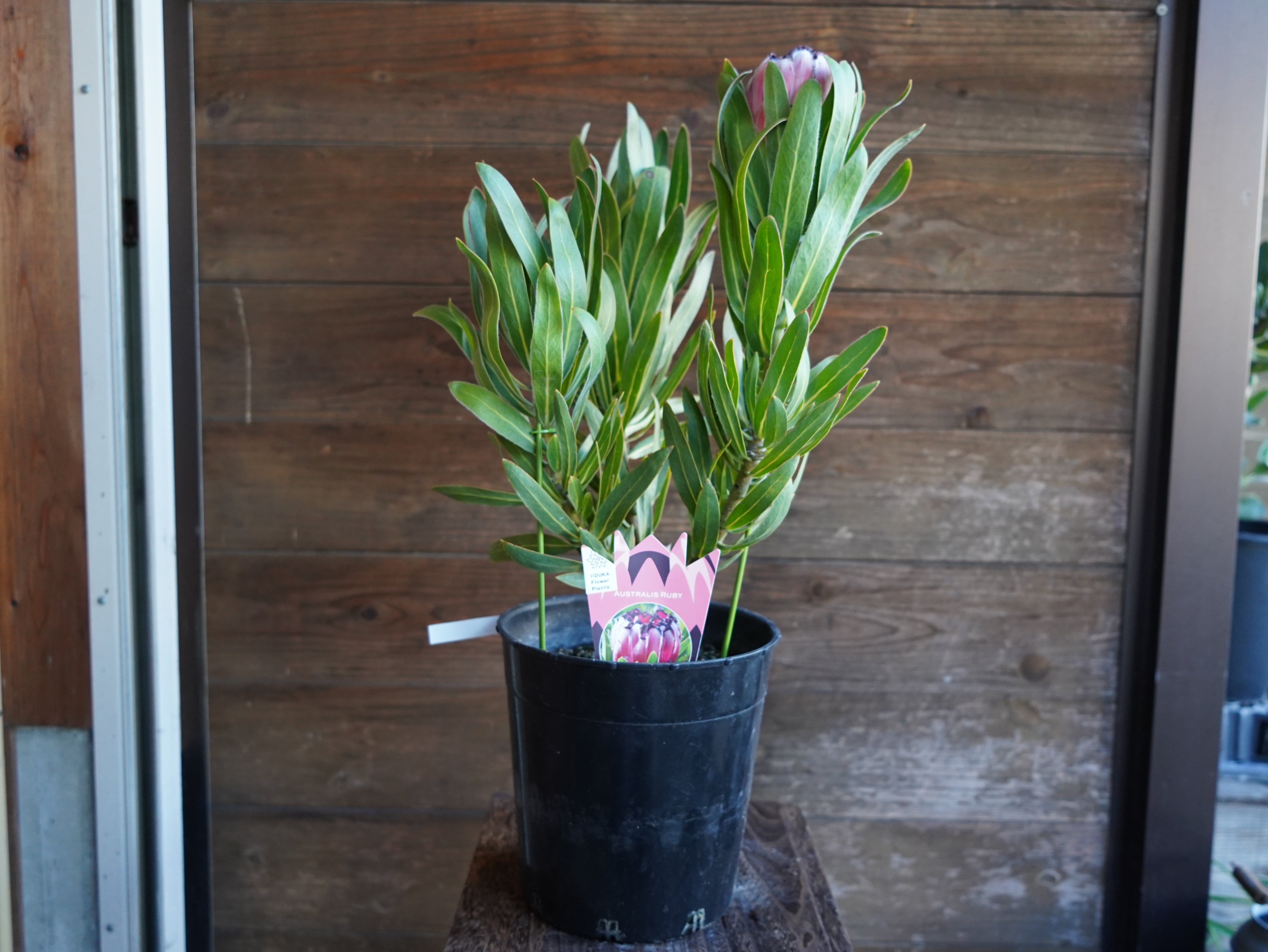 【現物】プロテア　”オーストラリスルビー”