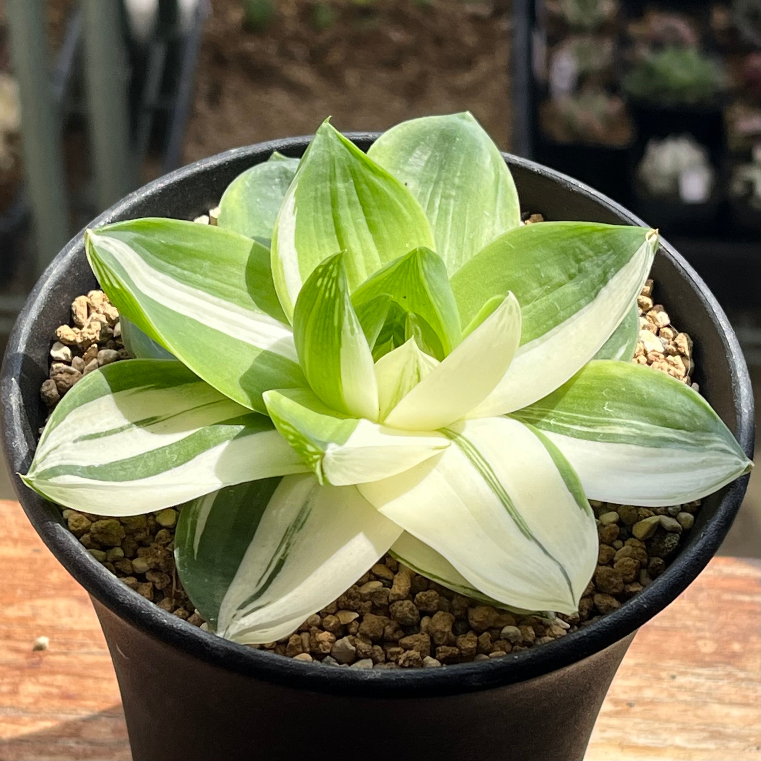 その他 | mocono_plants