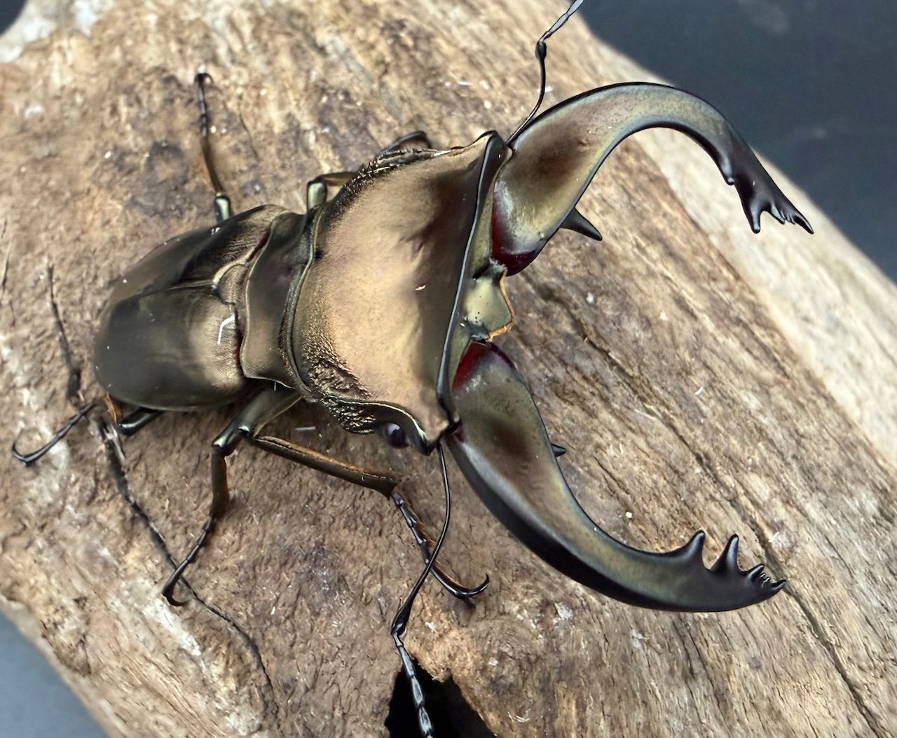 《スぺキオススホソアカ ベララベラ産 56mm ♂♀♀トリオ》