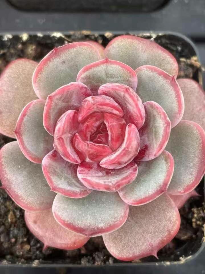 新入荷 多肉植物 エケベリア 桜フラペチーノ 5-6cm 抜き苗 1株 | Pay ID