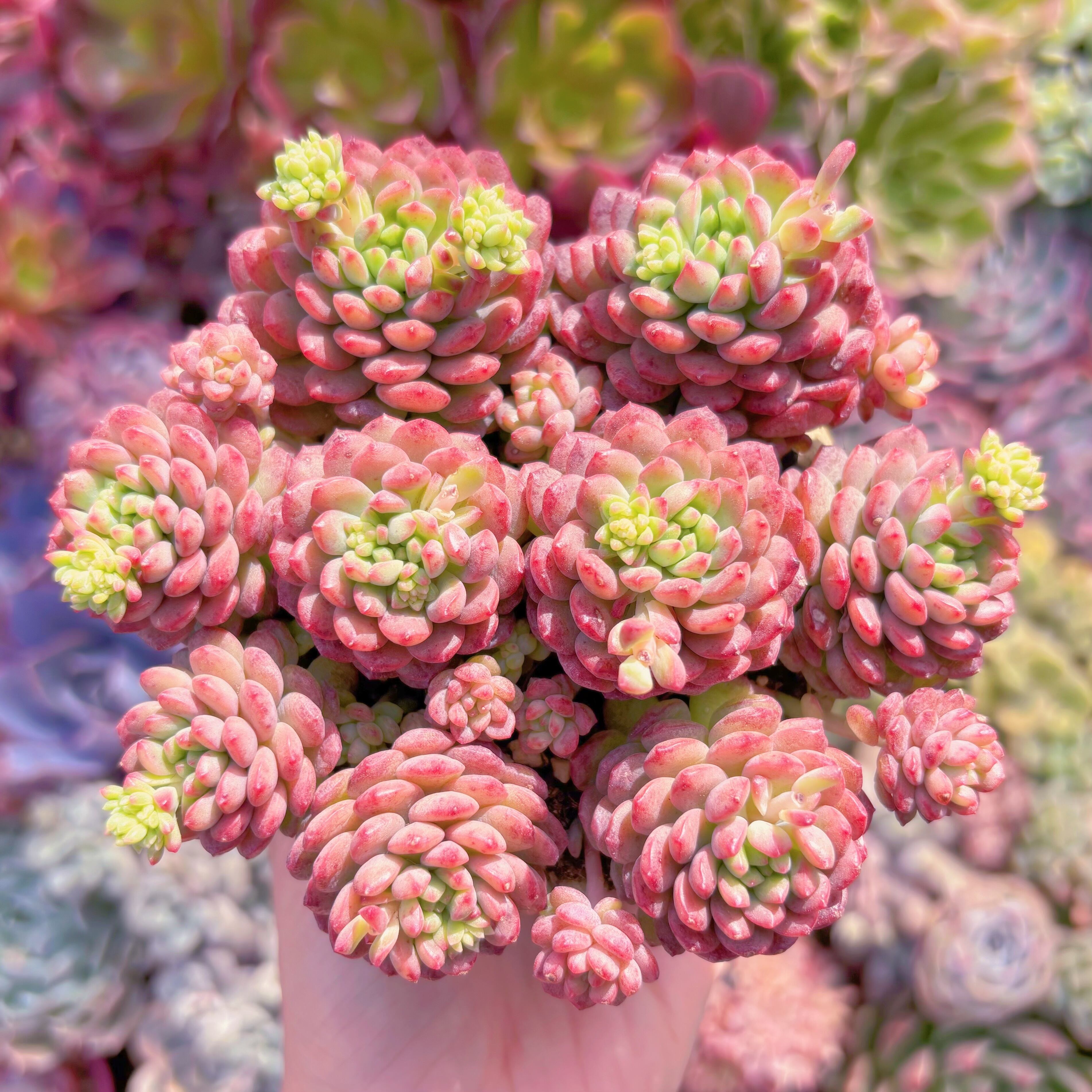 現品　コルネット#232　群生　るる農園