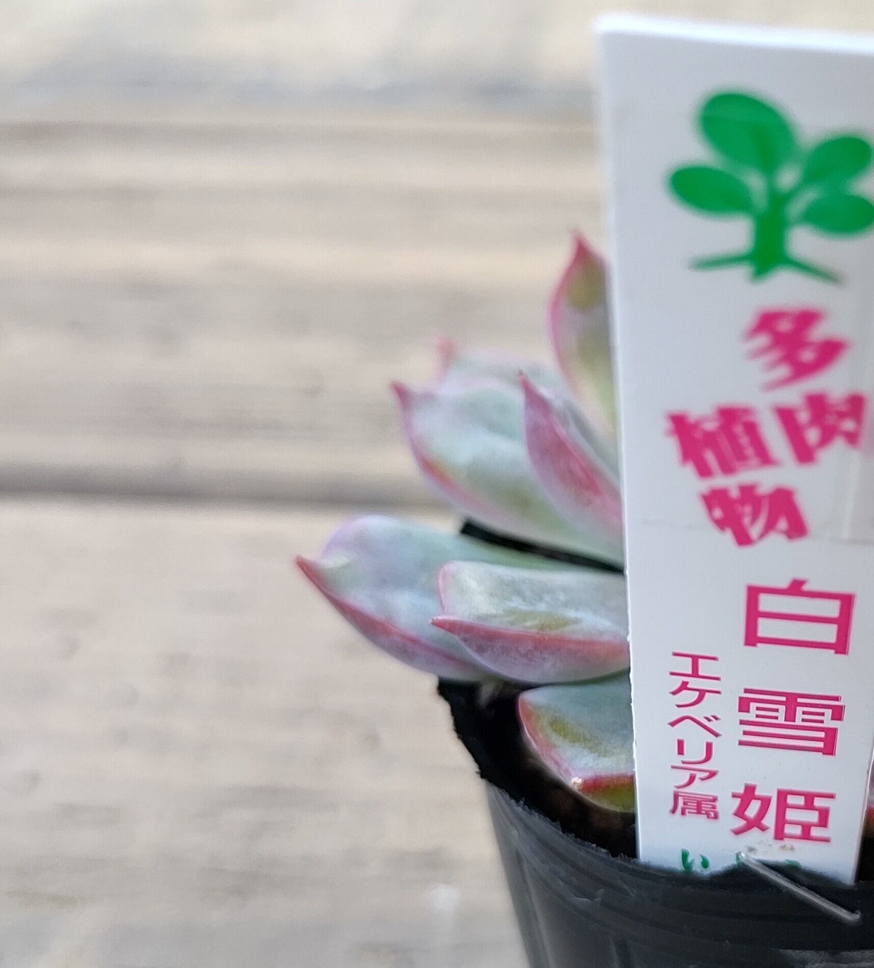 白雪姫 | RuPo 多肉植物専門店