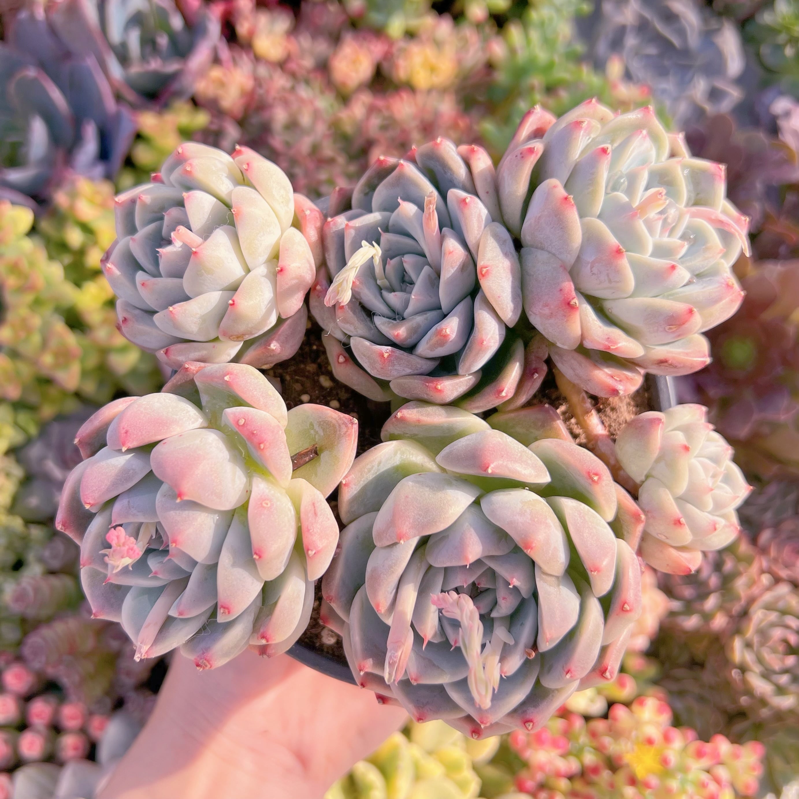 現品　Alba Beauty#K045　るる農園