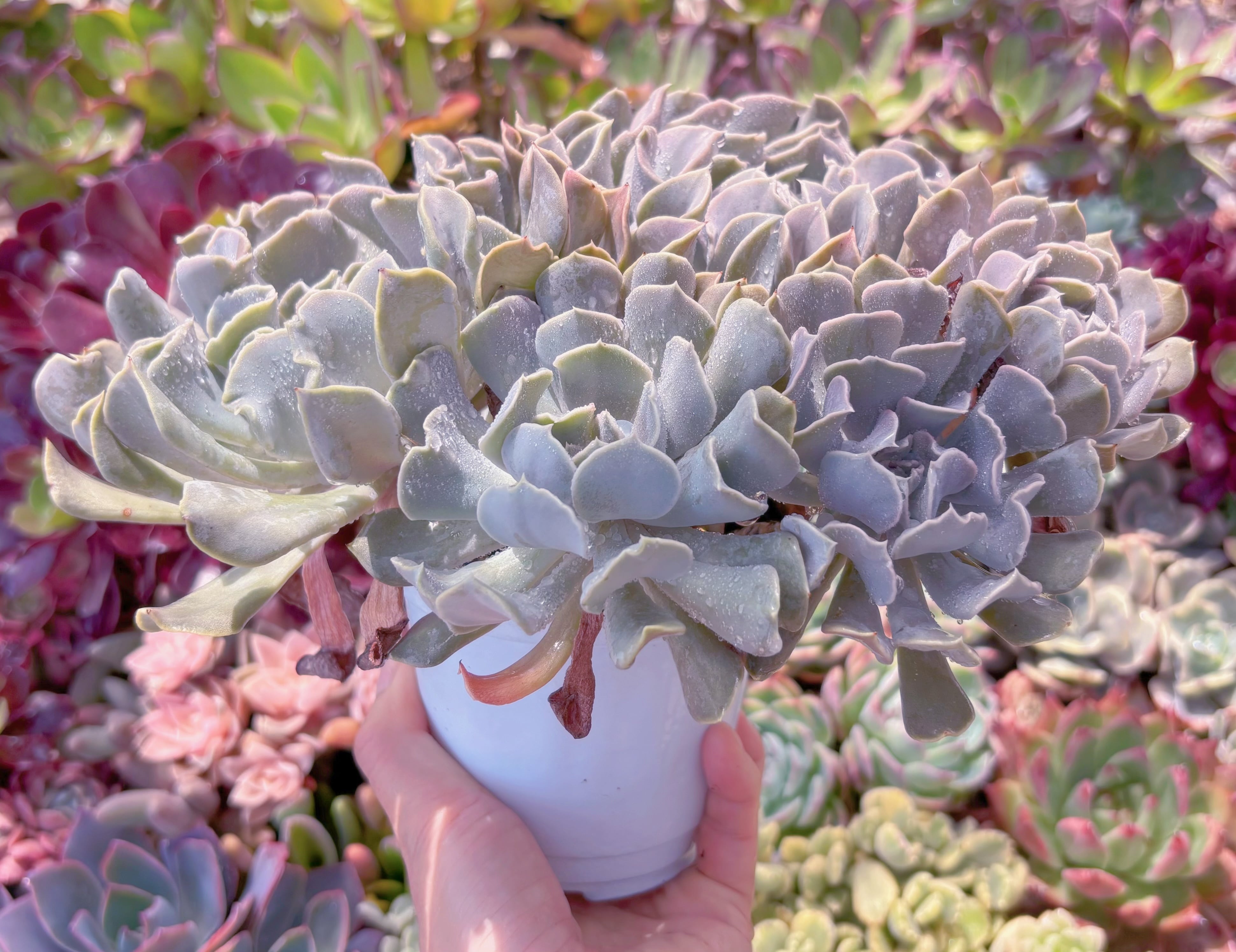 現品 スワンレイク#683 特特大群生 新入荷 | るる農園~多肉植物専門