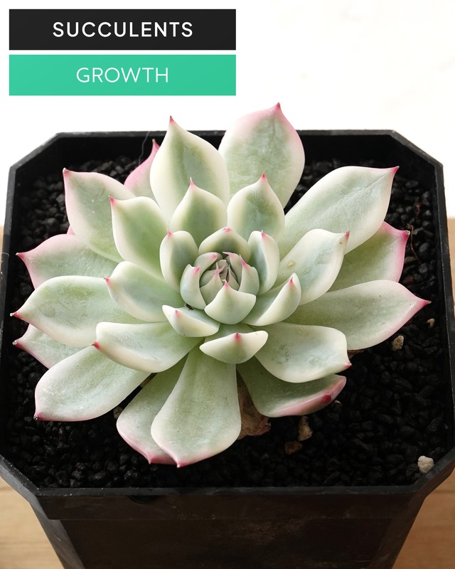 カット苗 チワワエンシス 全周斑 M Echeveria chihuahuaensis 'Yin Yang Variegated'