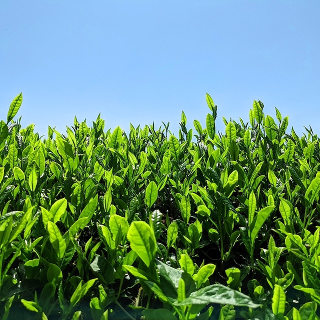 【藤枝市】薮崎園　「朝比奈玉露といろんなお茶を味わえる静岡銘茶ティーバッグセット」[Fujieda City] Yabuzaki-en "Asahina Gyokuro and a Variety of Shizuoka Famous Tea Bags Set"