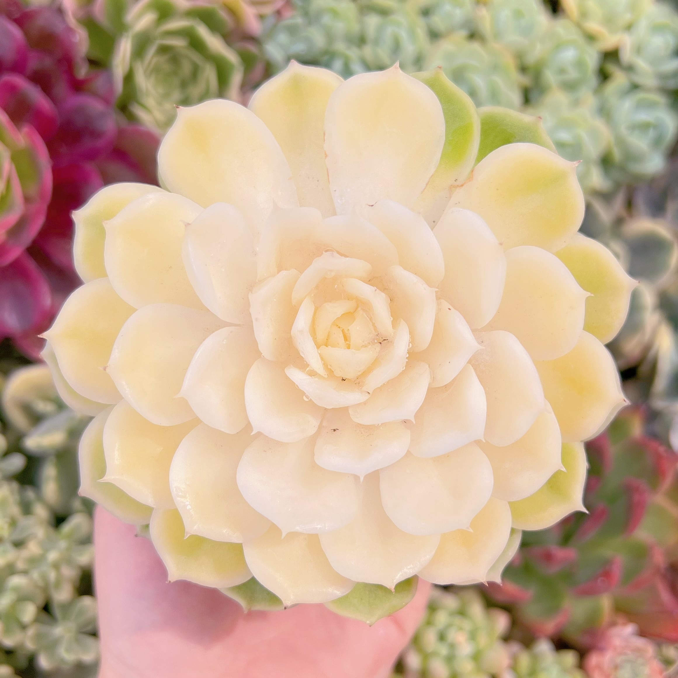 現品　オンスロー錦#208　大苗　Last one　るる農園