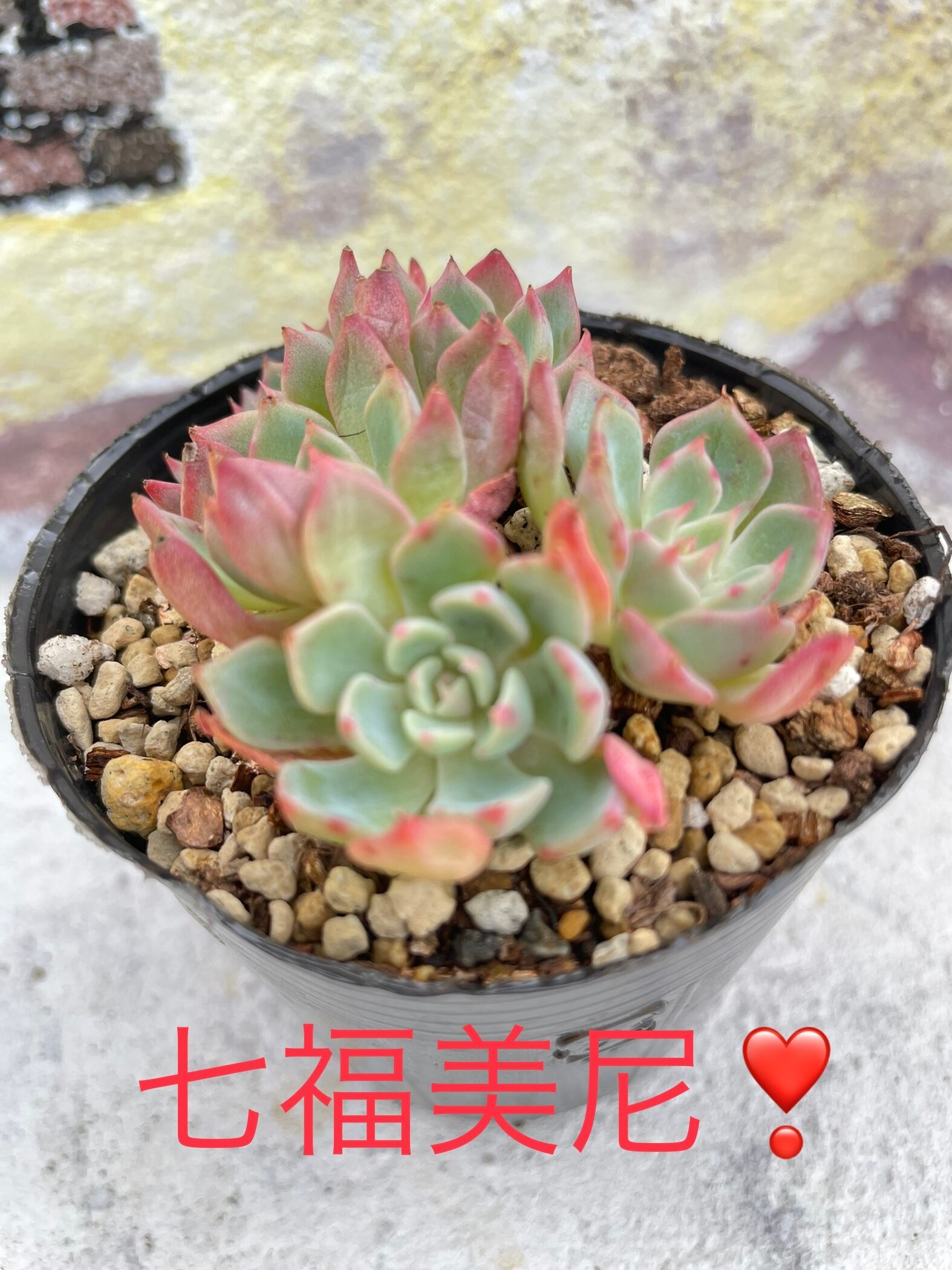 多肉植物 七福美尼 群生 抜き苗 今日の多肉。地味とは言わせ