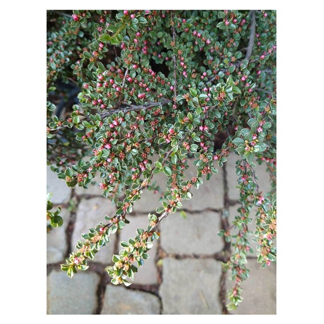 Cotoneaster horizontalis