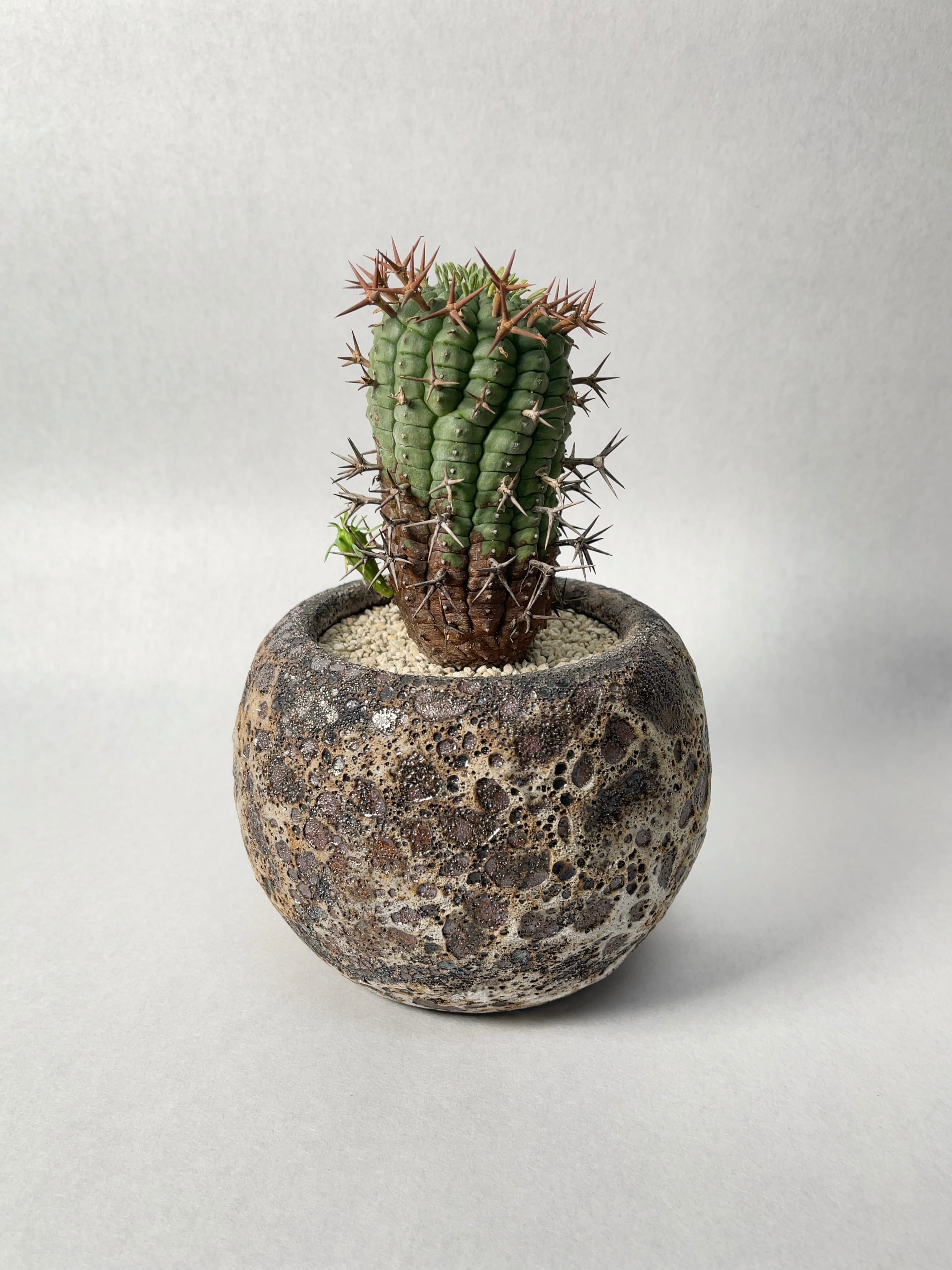 ユーフォルビア・群星冠 | trigger