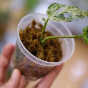 Monstera adansonii Mottled / モンステラ ミント④ / 観葉植物<育て方・花言葉>