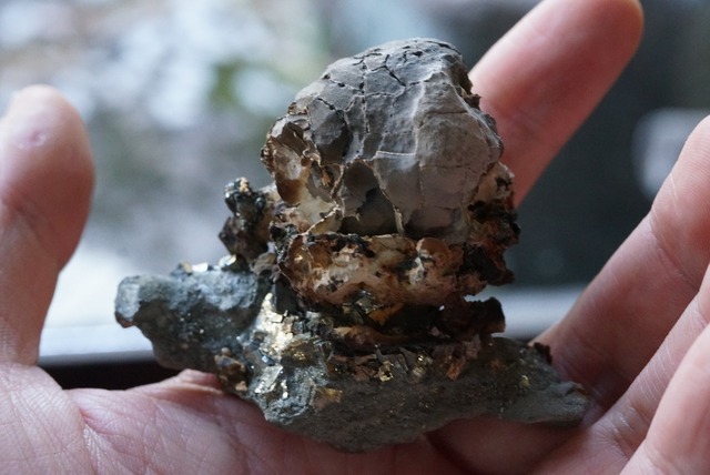 亀甲石 / パイライト 1  Septarian / Pyrite