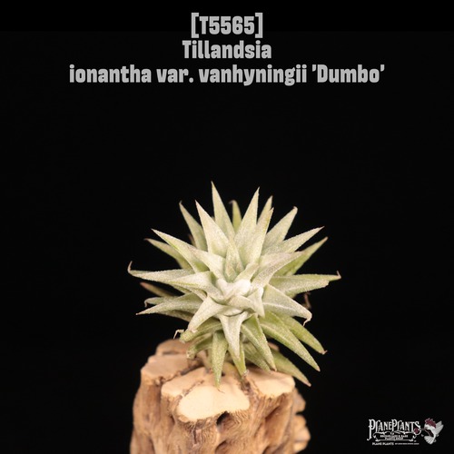 【送料無料】ionantha var. vanhyningii 'Dumbo'〔エアプランツ〕現品発送T5565