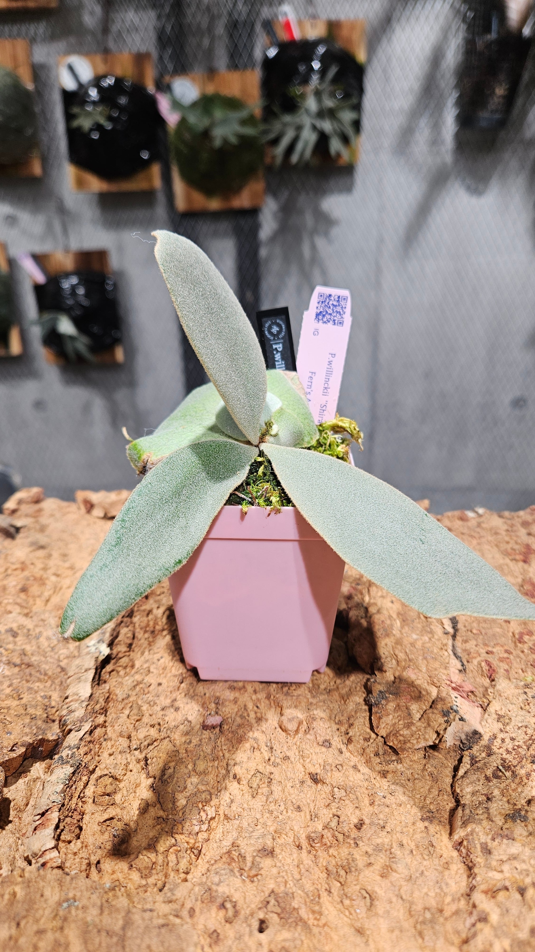 P.willinckii Shirahoshi【artPLANTs/PLANTS GARAGE 】ビカクシダ