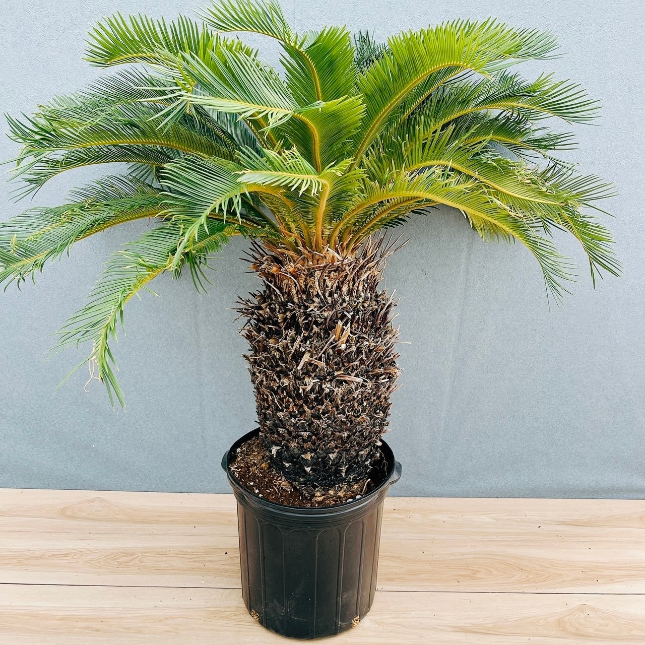 現品］13番 カシワバゴムノキ フィカス リラータ 曲がり 7号 観葉植物
