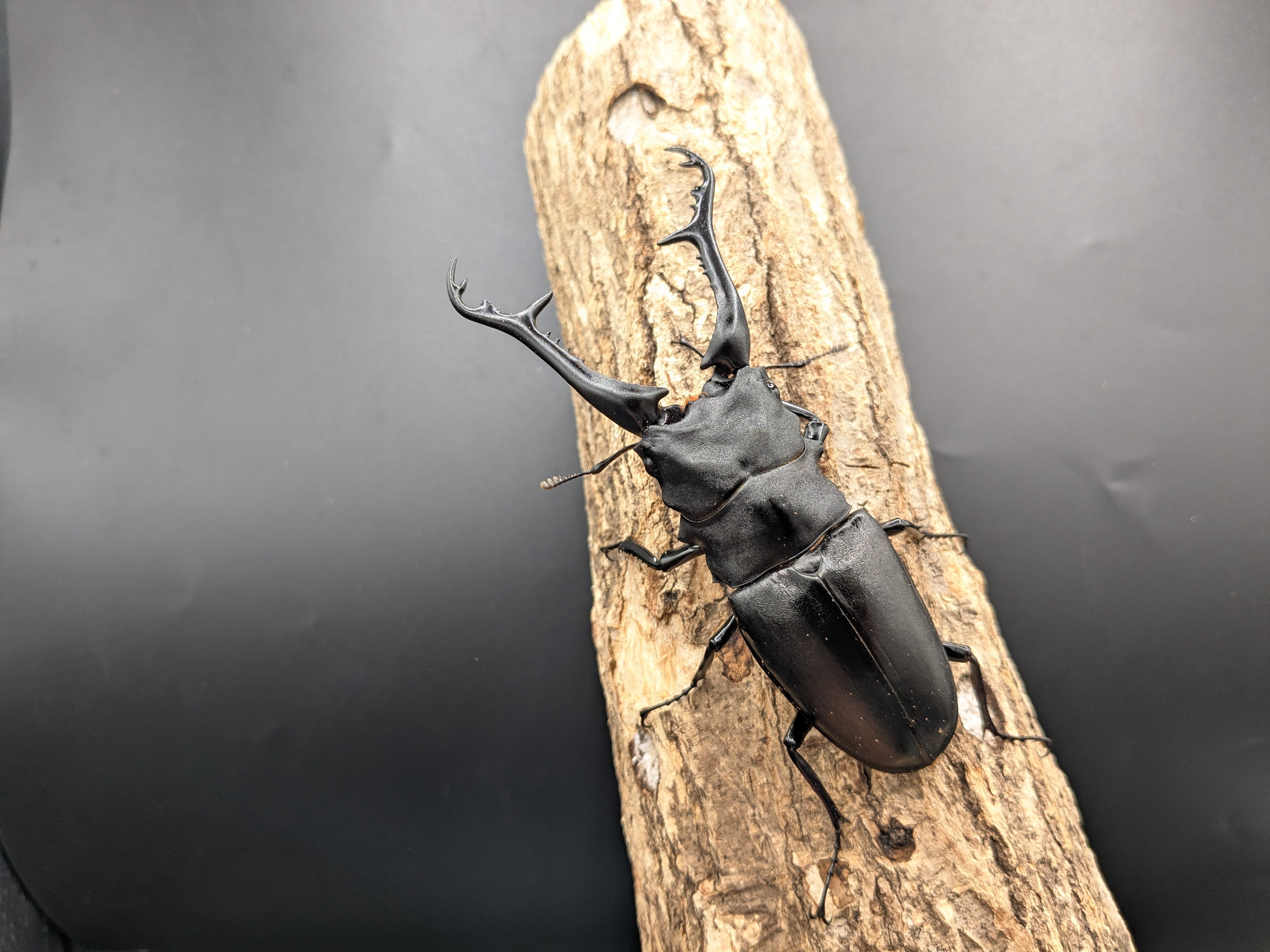 冷凍】ヤワゲネズミ SS 5匹セット | Pay ID