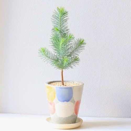 【グリーン】ピナスピネア