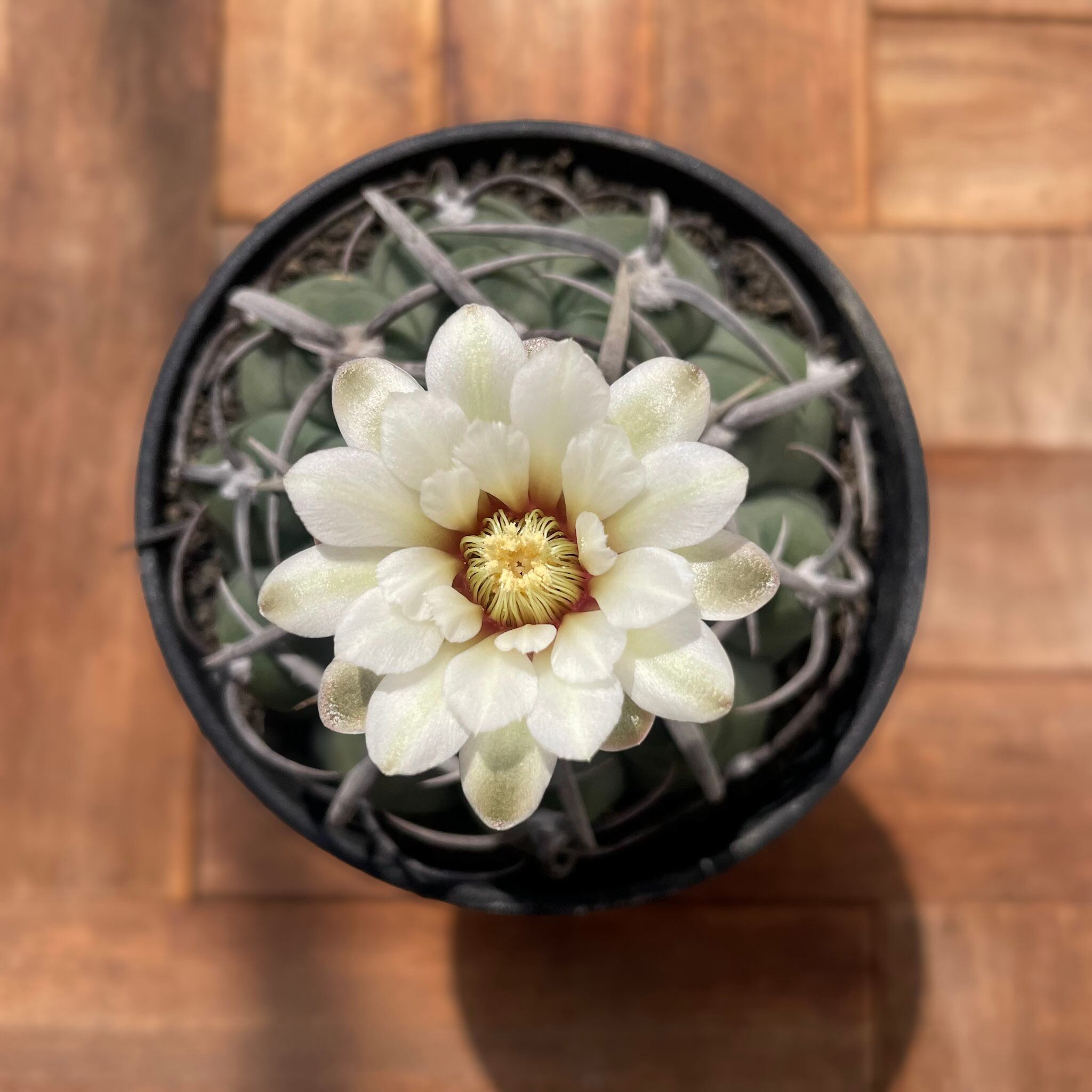Gymnocalycium vatteri【ギムノカリキウム・狂棘バッテリー・実生