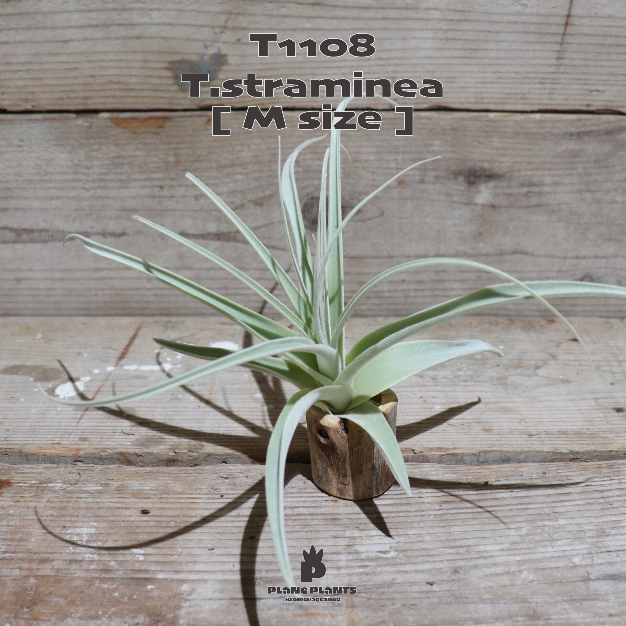 エアプランツ チランジア ストラミネア 大型 巨大 希少