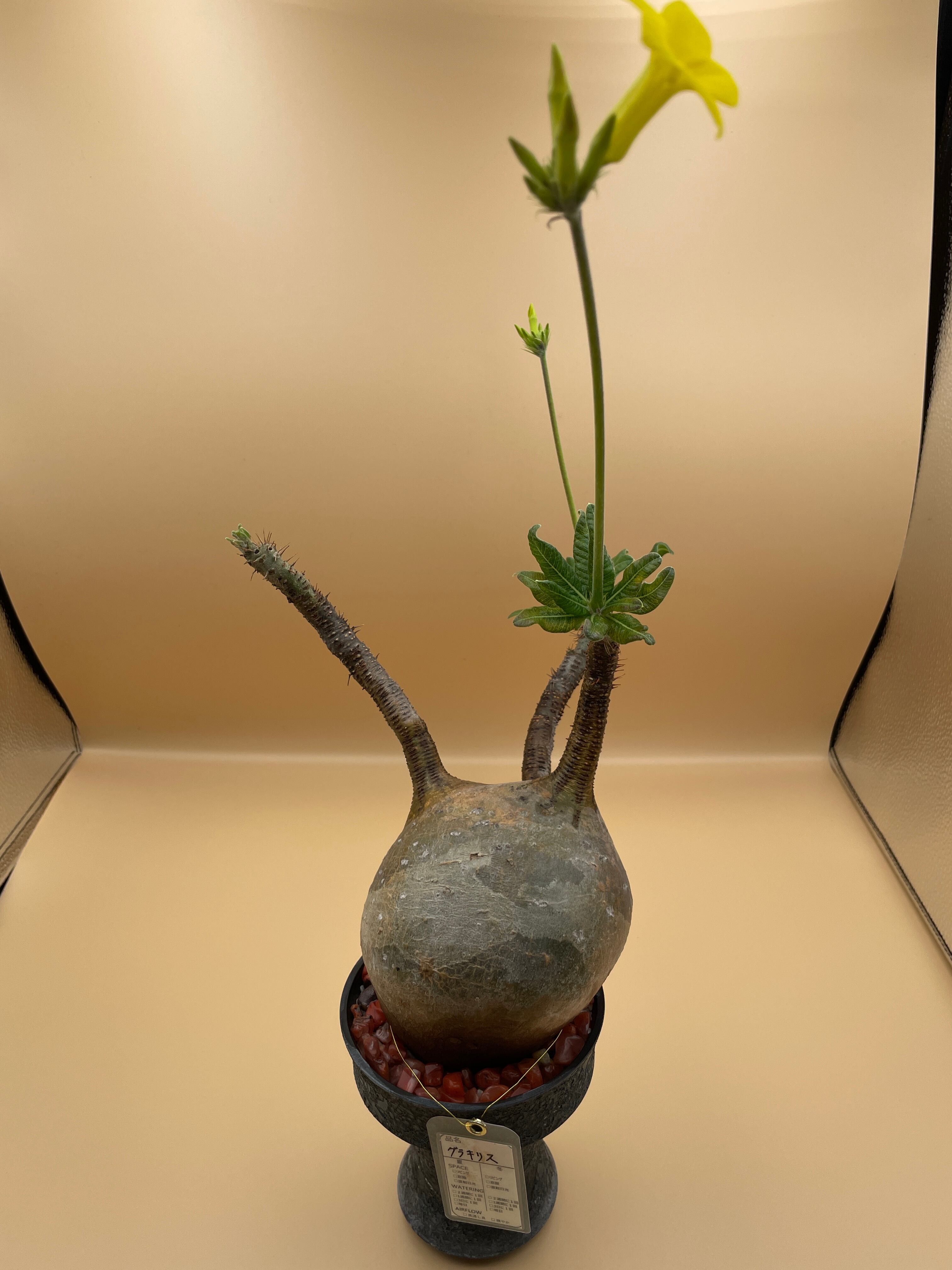 植物 | むすにわ