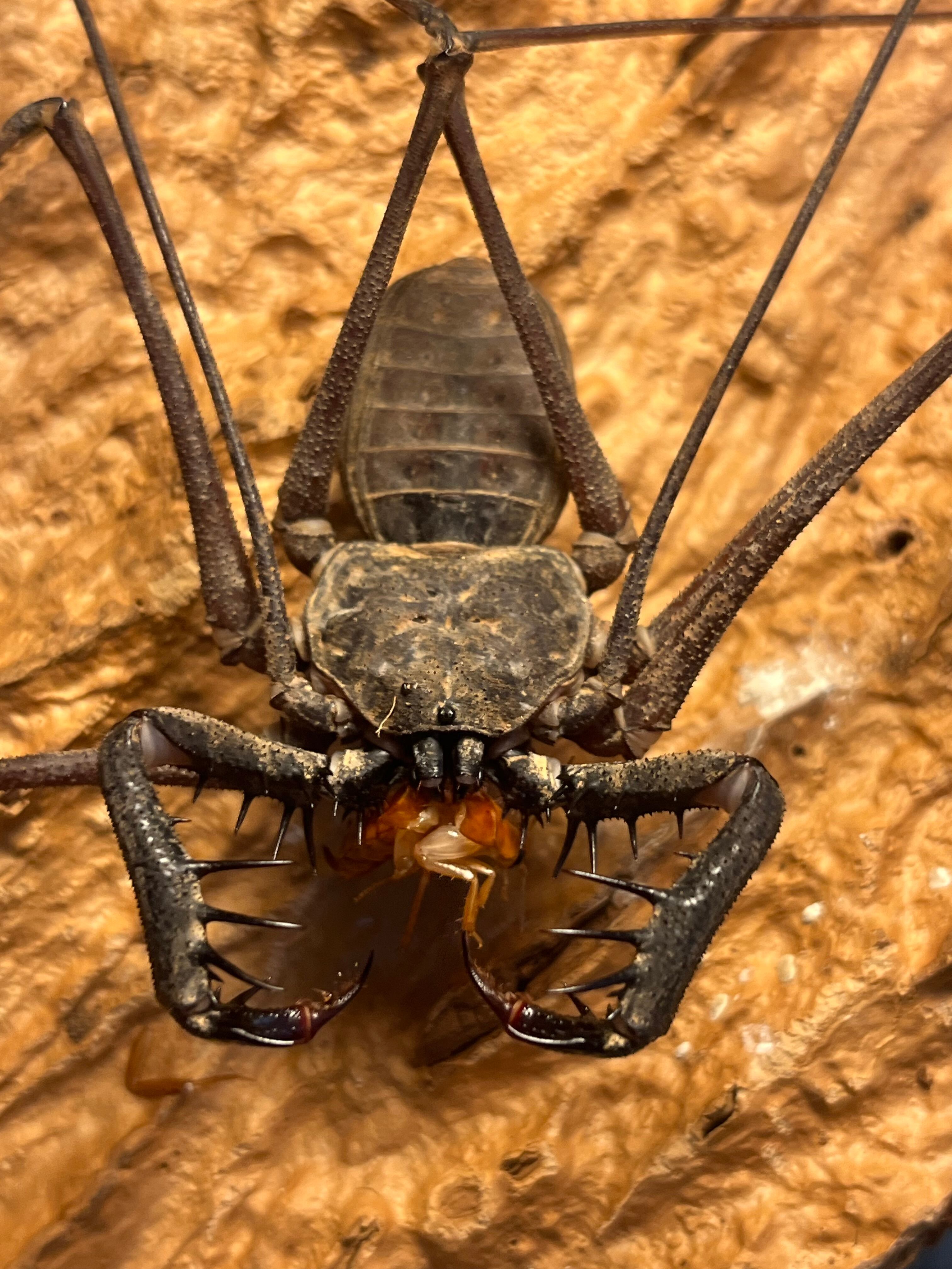 LAST南米腕虫】Heterophrynus elephasウデムシ ヒヨケムシ 三大奇蟲